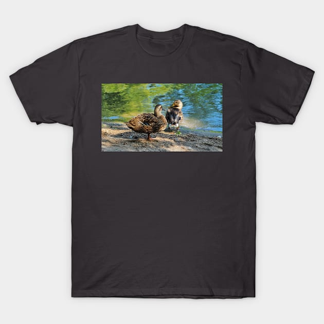 Mallard Ducks On The Beach T-Shirt by BackyardBirder